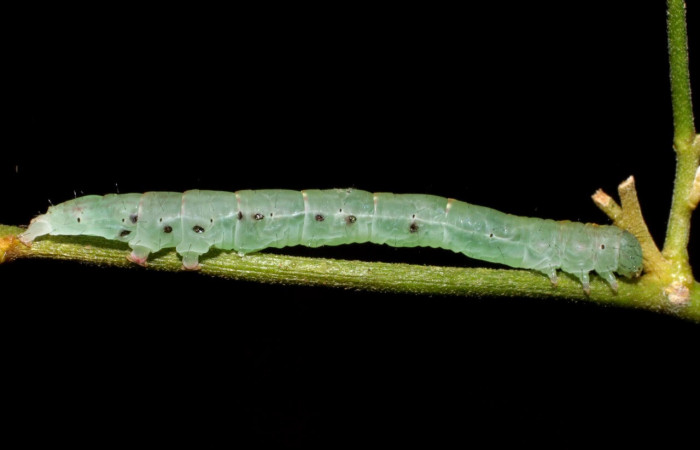 Fig.7 Observamo larva con agujeros negros donde salieron los parásitos<i>Yidalpta</i></i> auragalisDHJ01, (Erebidae) se colectó 25 de octubre 2005, Sector Pitilla, Pasmompa, 440mts. (05-SRNP-34533-DHJ424318.jpg).