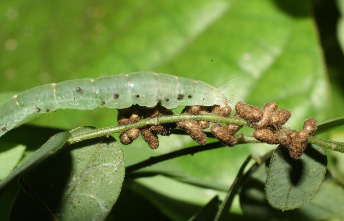 Fig.8 Observamo larva con agujeros negros y capullos de Glyptapanteles paulhansoni (Braconidae) <i>Yidalpta</i></i> auragalisDHJ02, (Erebidae) se colectó 07 de junio 2012, Sector El Hacha, Estación Los Almendros, 290mts. (12-SRNP-21093-DHJ493264.jpg.).