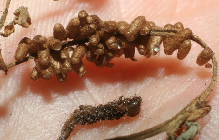 Fig.9 Observamo capullos vacios de Glyptapanteles paulhansoni (Braconidae) <i>Yidalpta</i></i> auragalisDHJ02, (Erebidae) se colectó 18 de Septimbre 2007, Brasilia, Piedrona, 340mts. (07-SRNP-65627-DHJ462174.jpg).