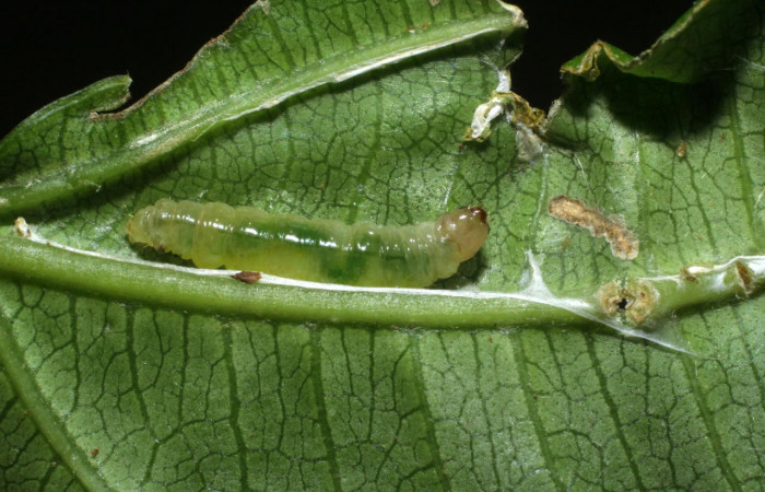 Fig.10 Larva <i>Ategumia lotanalis</i></i>, mostrando larva casi en prepupa, en hoja de <i>Miconia brenesii</i></i>  (Melastomataceae). Voucher: 09-SRNP-35299-DHJ452468.jpg.