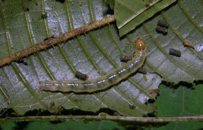 Fig.11 Larva <i>Ategumia</i></i> lotanalisDHJ02, mostrando la espalda dorsal, en hoja de <i>Miconia albertobrenesii</i></i> (Melastomataceae). Voucher: 05-SRNP-30453-DHJ405624.jpg.