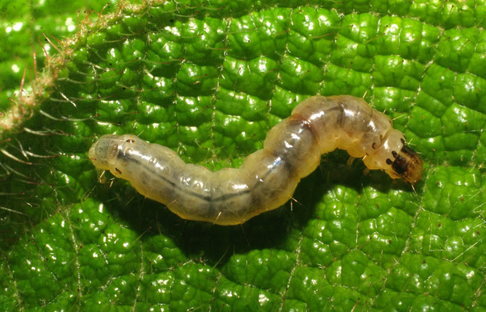 Fig.12 Larva <i>Ategumia</i></i> matutinalisDHJ03, mostrando la espalda, en hoja de <i>Miconia lacera</i></i> (Melastomataceae). Voucher: 09-SRNP-20473-DHJ450720.jpg.
