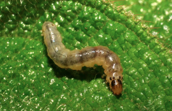 Fig.13 Larva <i>Ategumia</i></i> matutinalisDHJ03, mostrando cabeza frente, en hoja de <i>Miconia lacera</i></i> Melastomataceae). Voucher: 09-SRNP-20473-DHJ450721.jpg.