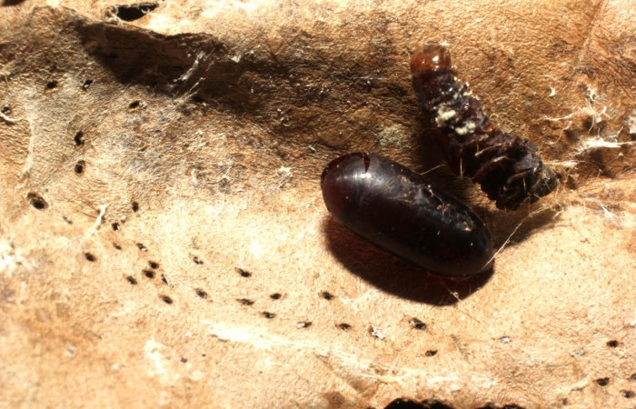 Fig. 14 Prepupa de la larva <i>Ategumia matutinalis</i></i>, parásitos <i>Argyrochaetona</i></i> cubanaDHJ02 familia (Tachinidae). Voucher: 14-SRNP-43507-DHJ804860.jpg.