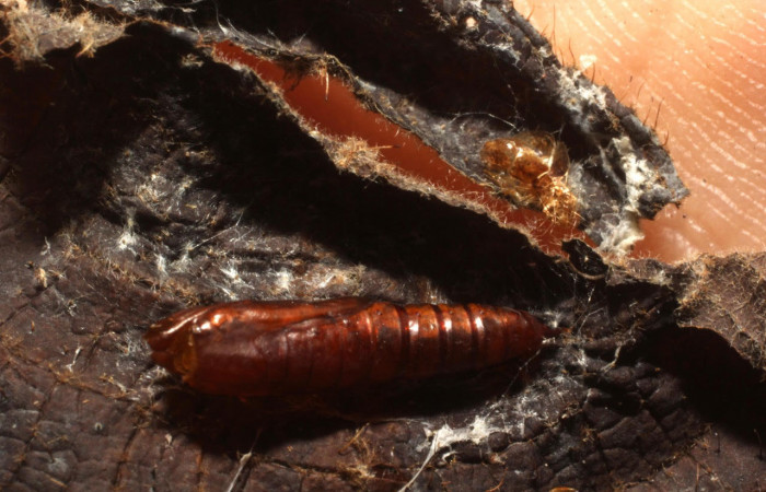Fig. 16 Pupa de la larva <i>Ategumia matutinalis</i></i>, adentro parásitos <i>Leurus marjorietownesae</i></i> familia (Ichneumonidae). Voucher: 13-SRNP-75114-DHJ804652.jpg.