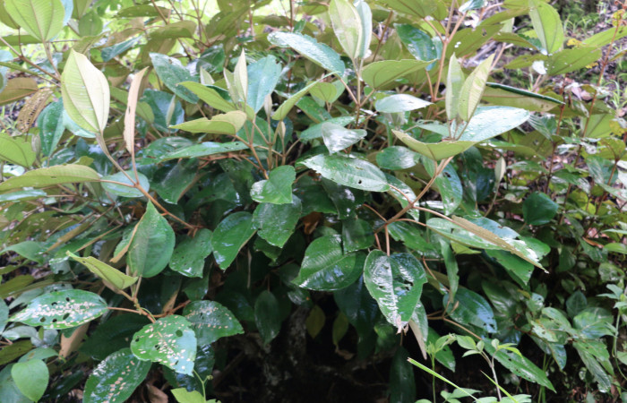 Fig.17 Planta <i> Miconia argentea</i></i> (Melastomataceae), hospedera de la larva <i> Ategumia lotanalis,</i></i>, (Crambidae), Sector Mundo Nuevo,  Punta Plancha. Foto Elieth Cantillano 29 Julio 2021.
