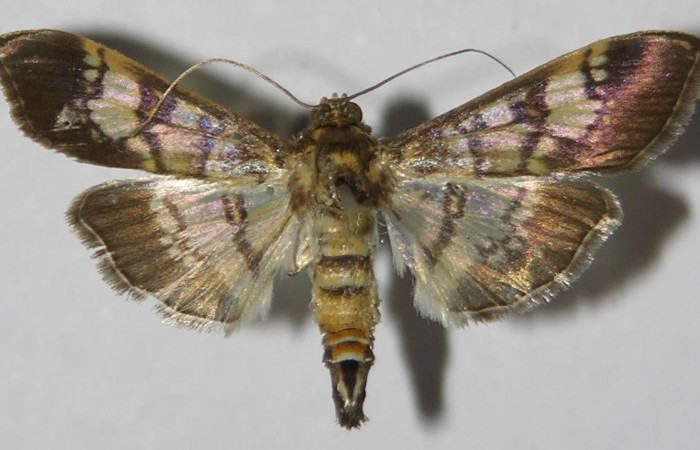 Fig.1 Adulto <i>Ategumia</i></i> lotanalisDHJ03, mostrando la parte dorsal.Voucher: 12-SRNP-75265-DHJ577576.
