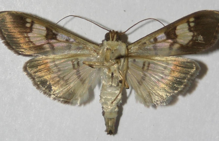 Fig.2 Adulto <i>Ategumia</i></i> lotanalisDHJ03, mostrando la parte ventral.Voucher: 12-SRNP-75265-DHJ577577.