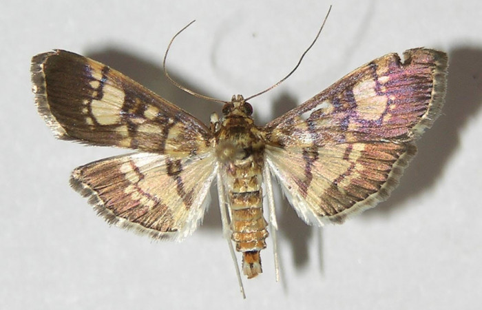 Fig.3 Adulto <i>Ategumia</i></i> lotanalisDHJ09, mostrando la parte dorsal.Voucher: 09-SRNP-76198-DHJ525128.