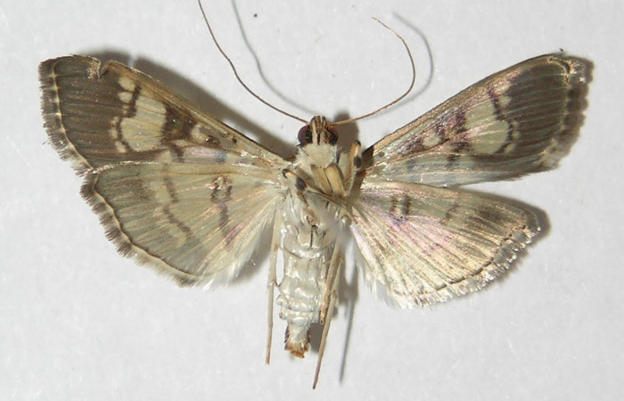 Fig.4 Adulto <i>Ategumia</i></i> lotanalisDHJ09, mostrando la parte ventral.Voucher: 09-SRNP-76198-DHJ525128.