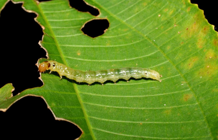 Fig.5 Larva <i>Ategumia</i></i> lotanalisDHJ09, mostrando la parte lateral entero , en hoja de <i>Miconia argentea</i></i> (Melastomataceae). Voucher: 06-SRNP -46765-DHJ417570.jpg.