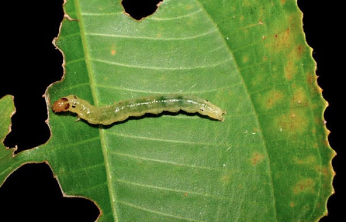 Fig.6 Larva <i>Ategumia</i></i> lotanalisDHJ09, mostrando la parte dorsal, en hoja de <i>Miconia argentea</i></i> (Melastomataceae). Voucher: 06-SRNP-46765-DHJ417571.jpg.