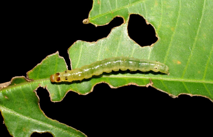 Fig.7 Larva <i>Ategumia</i></i> lotanalisDHJ09, mostrando la parte lateral entero, en hoja de <i>Miconia argentea</i></i> (Melastomataceae). Voucher: 06-SRNP-46765-DHJ417572.jpg.