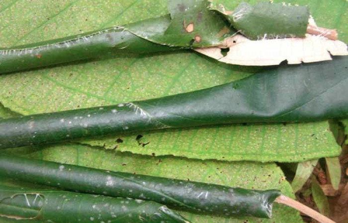 Fig.8 Larva <i>Ategumia lotanalis</i></i> mostrando larva dentro de su nido o casa hospedera, en hoja de <i>Miconia argentea</i></i> (Melastomataceae). Voucher: 05-SRNP-33827-DHJ424133.jpg.