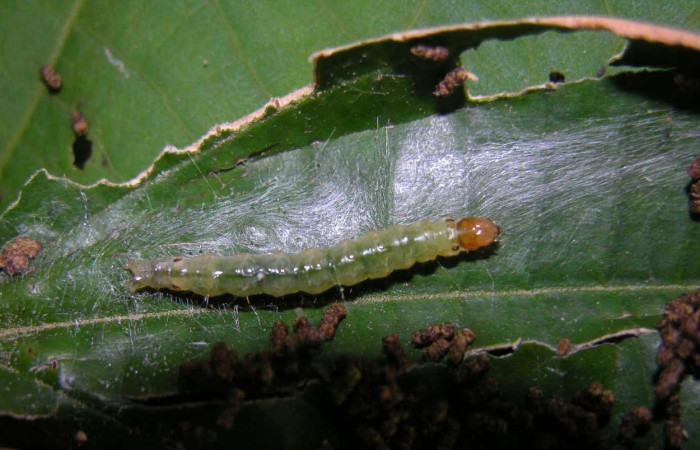 Fig.9 Larva <i>Ategumia lotanalis</i></i>, mostrando larva con su casa abierta rodeada de seda blanca con estiercol a la par de ella, en hoja de <i>Miconia argentea</i></i> (Melastomataceae). Voucher: 05-SRNP-33865-DHJ424147.jpg.