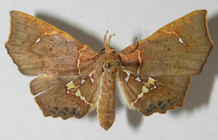 Fig.1. Adulto de <i>Yidalpta</i></i> auragalisDHJ01, en posición dorsal. Voucher : 11-SRNP-30894-DHJ544964.jpg.