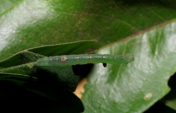 Fig.10. Larva de <i>Yidalpta</i></i> auragalisDHJ02 en posición lateral, de 18mm de logitud. Voucher : 06-SRNP-60071-DHJ418008.jpg.