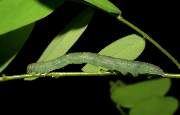 Fig.11. Larva de <i>Yidalpta</i></i> auragalisDHJ01 en posición dorsal, de 28mm de logitud. 05-SRNP-34533-DHJ405940.jpg.