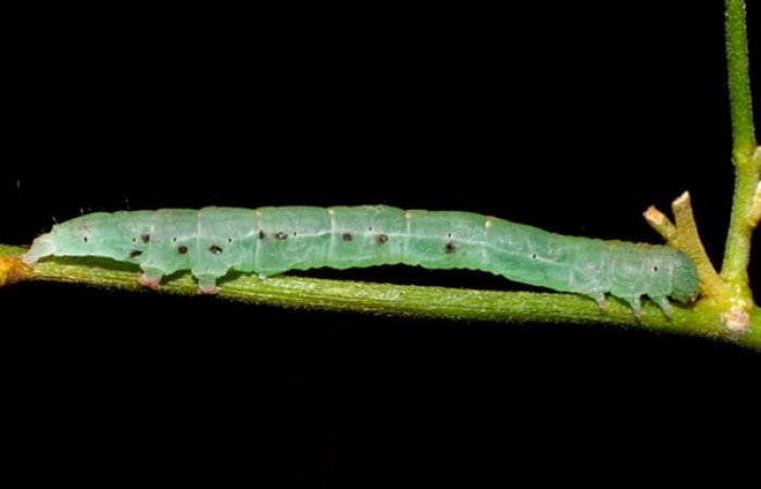 Fig.12. Larva de <i>Yidalpta</i></i> auragalisDHJ01 en posición dorsal, de 25mm de logitud. 05-SRNP-34533-DHJ424318.jpg.