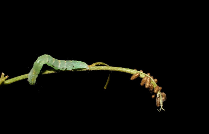 Fig.13. Mostrando larva de <i>Yidalpta</i></i> auragalisDHJ01, capullos la familia (Braconidae), <i>Glyptapanteles paulhansoni</i></i>. Voucher : 05-SRNP-34533-DHJ424319.jpg.