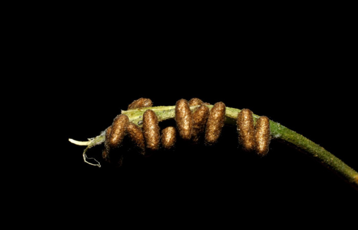 Fig.14. Capullos la familia (Braconidae), <i>Glyptapanteles paulhansoni</i></i>.  Voucher : 05-SRNP-34533-DHJ424322.jpg.