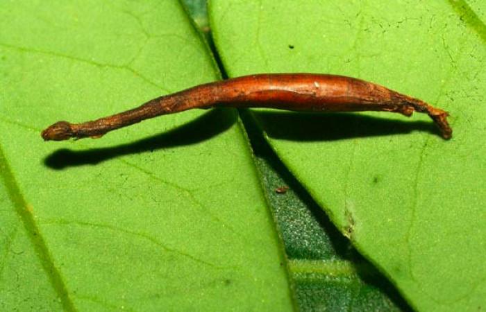 Fig.15.Mostrando capullo de (Braconidae), en larva de <i>Yidalpta</i></i> auragalisDHJ01. Voucher : 11-SRNP-31492-DHJ494319.jpg.