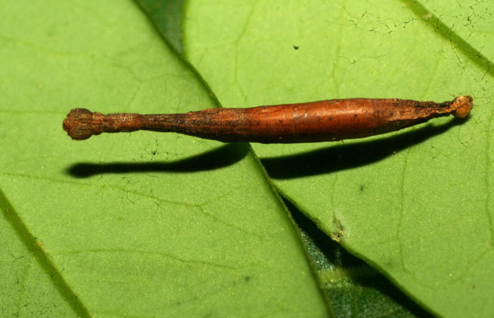 Fig.16. Mostrando capullo de (Braconidae), en larva de <i>Yidalpta</i></i> auragalisDHJ01. Voucher : 11-SRNP-31492-DHJ494320.jpg