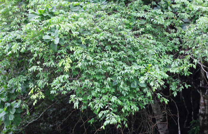 Fig.17. Planta hospedera de larva <i>Yidalpta</i></i> auragalisDHJ01, <i>Securidaca sylvestris</i></i> (Polygalaceae). Foto tomada por Roster Moraga. Agosto 03 2021. En Estación Biológica Los Almendros. 
