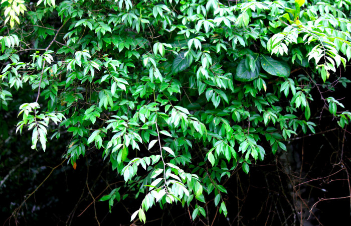 Fig.18. Planta hospedera de larva <i>Yidalpta</i></i> auragalisDHJ01, <i>Securidaca sylvestris</i></i> (Polygalaceae). Foto tomada por Roster Moraga. Agosto 03 2021En Estación Biológica Los Almendros. 