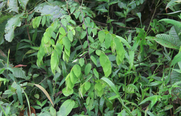 Fig.19. Mostrando brotes de <i>Securidaca sylvestris</i></i> (Polygalaceae). Planta hospedera de <i>Yidalpta</i></i> auragalisDHJ01. Foto tomada por Freddy Quesada, Agosto 10 2021 en Pasmompa camino a Estacón Pitilla.