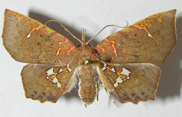 Fig.2. Adulto de <i>Yidalpta</i></i> auragalisDHJ02, en posición dorsal. Voucher : 11-SRNP-65421-DHJ547844.jpg.