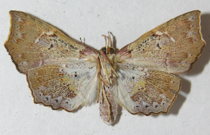 Fig.3. Adulto de <i>Yidalpta</i></i> auragalisDHJ01, en posición ventral. Voucher : 11-SRNP-30894-DHJ544965.jpg.