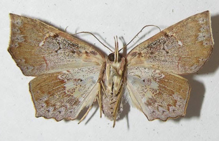 Fig.4. Adulto de <i>Yidalpta</i></i> auragalisDHJ02, en posición ventral. Voucher : 11-SRNP-65421-DHJ547845.jpg.