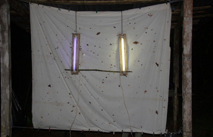 Fig.5. Mostrando manta con luces para atraer adultos. Foto tomada por Calixto Moraga, Marzo 13 del 2021. Estación Pitilla.