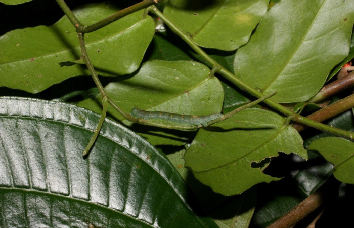 Fig.7. Larva de <i>Yidalpta</i></i> auragalisDHJ01 en posición lateral, de 20mm de logitud. Voucher : 11-SRNP-35680-DHJ489861.jpg.