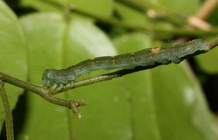 Fig.8. Larva de <i>Yidalpta</i></i> auragalisDHJ01 en posición lateral, de 20mm de logitud. Voucher : 11-SRNP-35680-DHJ489862.jpg.