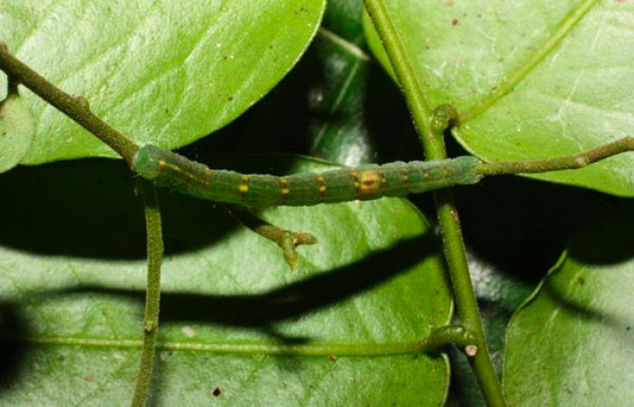 Fig.9. Larva de <i>Yidalpta</i></i> auragalisDHJ01 en posición dorsal, de 20mm de logitud. Voucher : 11-SRNP-35680-DHJ489865.jpg.
