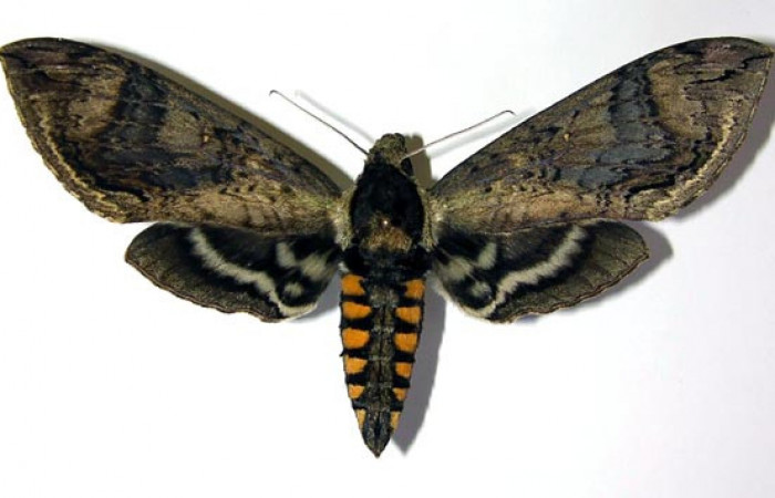 Fig. 01. Hembra de <i>Manduca hannibal</i></i>, vista dorsal, 112mm de longitud. Voucher: 04-SRNP-2481-DHJ95100.jpg.