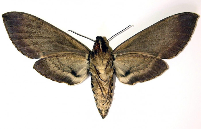 Fig. 02. Hembra de <i>Manduca hannibal</i></i>, vista ventral, 112mm de longitud. Voucher: 04-SRNP-2481-DHJ95100.jpg.