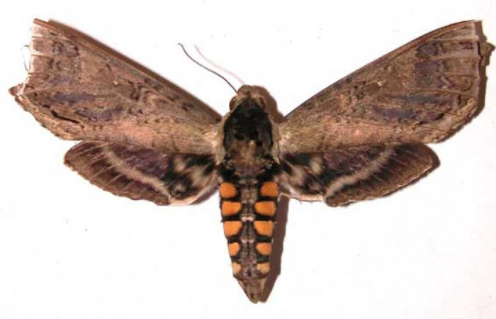 Fig. 03. Hembra de <i>Manduca hannibal</i></i>, vista dorsal, 89mm de longitud. Voucher: 01-SRNP-24094-DHJ35732.jpg