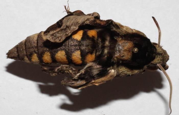 Fig. 04. Adulto de <i>Manduca hannibal</i></i>, vista dorsal, eclosionó mal formado. Voucher: 15-SRNP-20566-DHJ917288.jpg