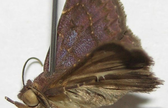 Fig.1  Adulto <i>Antiblemma</i></i> Poole38  lateral, mostrando estructura bucal palpo maxilar característica de la familia Erebidae.  Voucher: 08-SRNP-21214-DHJ397614.jpg