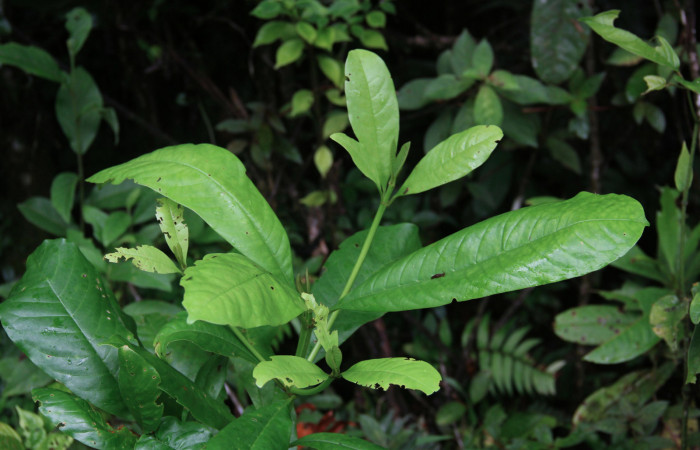 Fig.2 Brotes <i>Vochysia guatemalensis</i></i> representando hábito de alimentarse del género Antiblemma en esta especie de planta. Estación Pitilla, Agosto 2021, foto: Manuel Rios.
