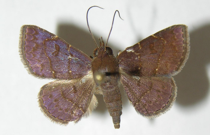 Fig.3  Adulto <i>Antiblemma</i></i> Poole38  dorsal. Voucher: 05-SRNP-31350-DHJ342870.jpg