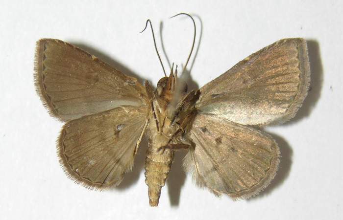 Fig.4. Adulto <i>Antiblemma</i></i> Poole38 ventral
Voucher: 05-SRNP-31350-DHJ342871.jpg