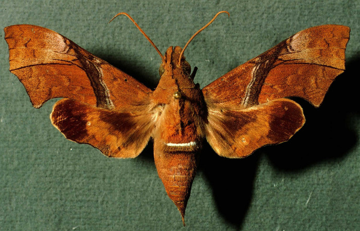 Fig. 01. Macho de <i>Aleuron iphis</i></i> (Sphingidae), 57mm de envergadura,
Vista dorsal. Voucher: INBIOCRI002793041.jpg.
