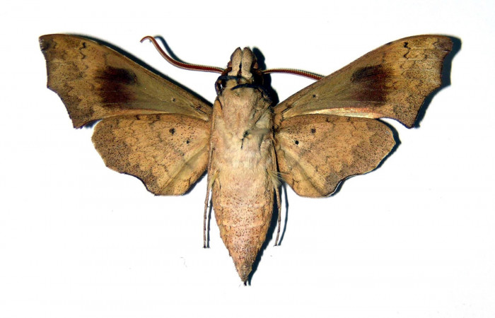 Fig. 02. Macho de <i>Aleuron iphis</i></i> (Sphingidae), 50mm de envergadura,
Vista ventral. Voucher: 94-SRNP-10014-DHJ99597.jpg.
