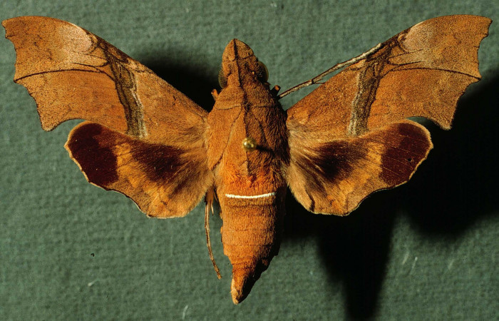 Fig. 03. Hembra de <i>Aleuron iphis</i></i> (Sphingidae), 52mm de envergadura,
Vista dorsal. Voucher: INBIOCRI002793163.jpg.
