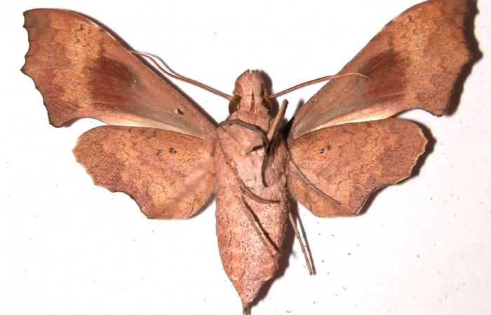 Fig. 04. Hembra de <i>Aleuron iphis</i></i> (Sphingidae), 52mm de envergadura,
Vista ventral. Voucher: 95-SRNP-11054-DHJ35361.jpg.
