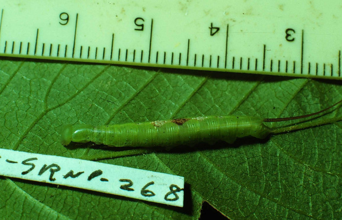 Fig. 05. Larva de <i>Aleuron iphis</i></i> (Sphingidae), vista dorsal, 25mm longitud. Mudando de tercero a penúltimo estadío. Voucher: 79-SRNP-268-DHJ633.jpg.
